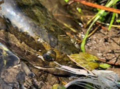 ライギョの釣果