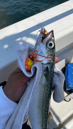 サバの釣果