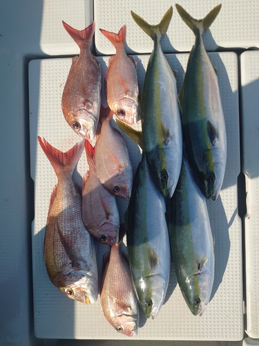 マダイの釣果