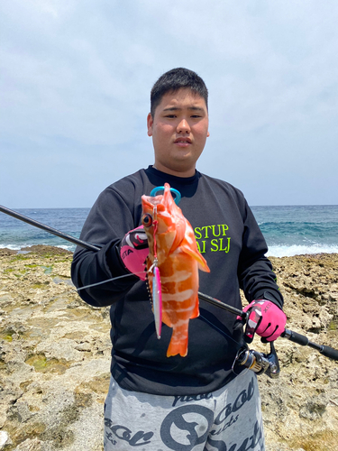 アカハタの釣果