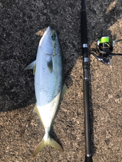 イナダの釣果