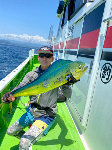 シイラの釣果