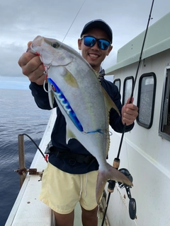 カンパチの釣果