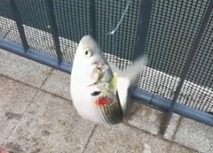 コノシロの釣果