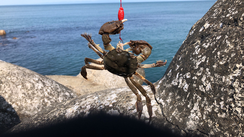 カニの釣果