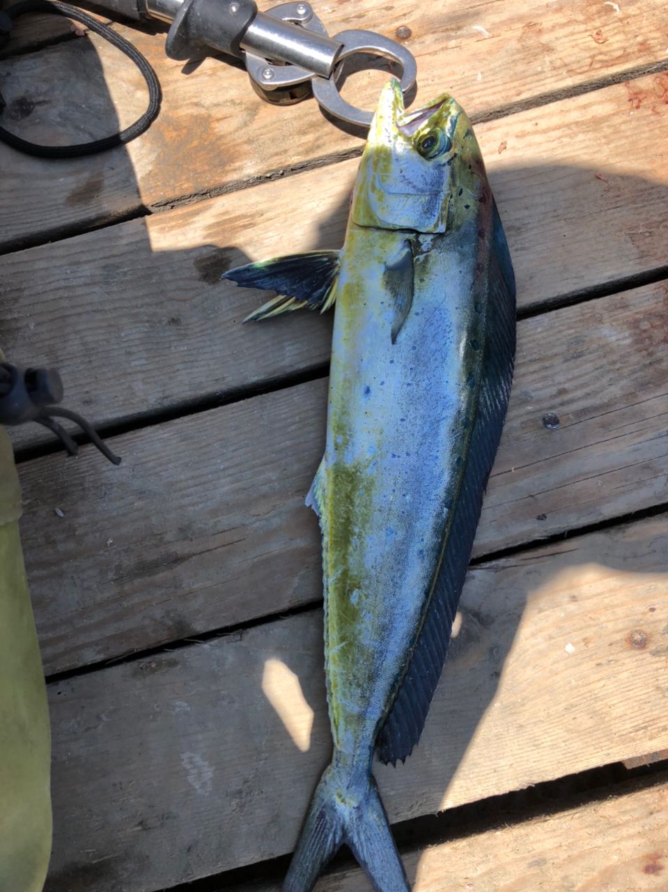 バイカラーまさるさんの釣果 2枚目の画像