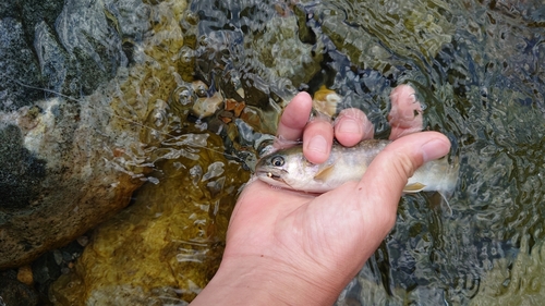 イワナの釣果