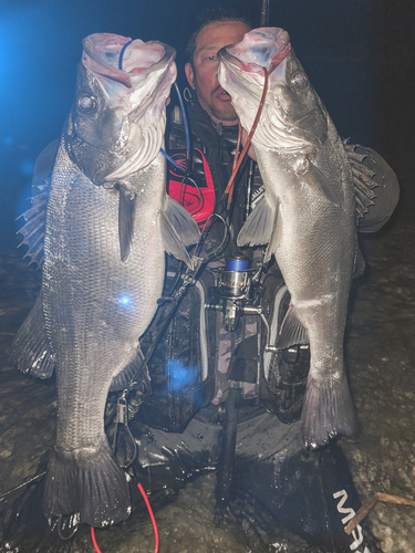 ヒラスズキの釣果