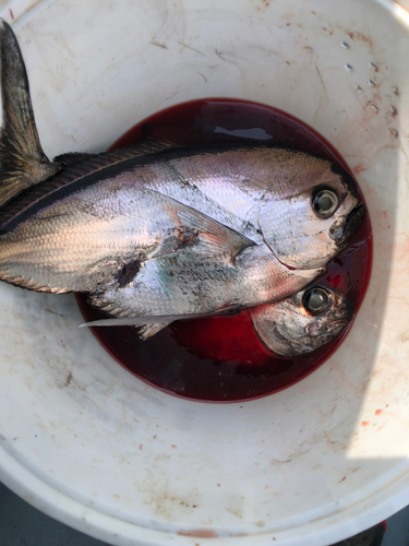 シマガツオの釣果