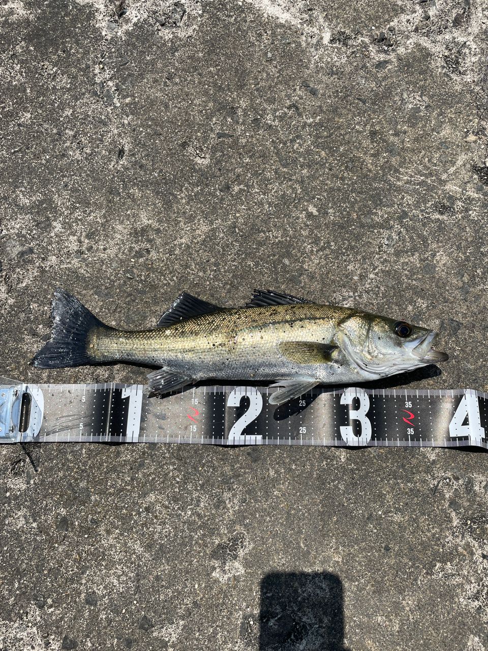 セイゴ（マルスズキ）