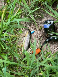 ブラウントラウトの釣果