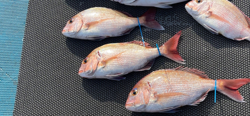 タイの釣果