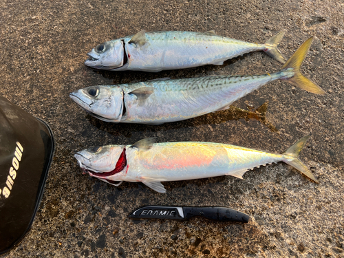 サバの釣果