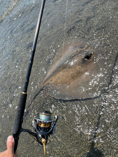 アカエイの釣果