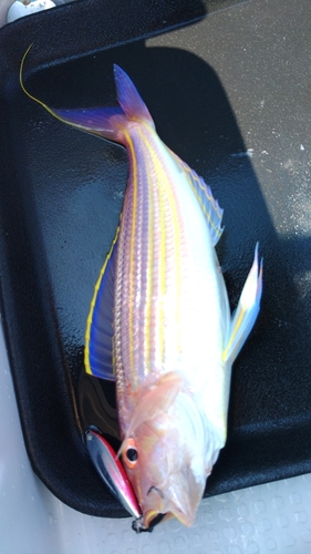 イトヨリダイの釣果