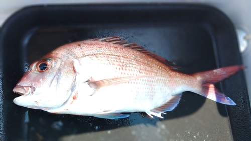 タイの釣果