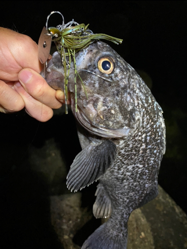 クロソイの釣果