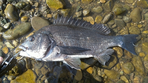 チヌの釣果