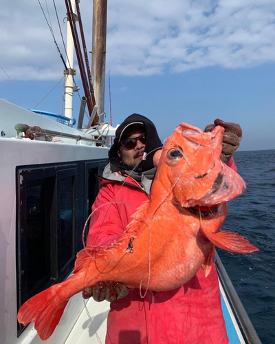 ベニアコウの釣果