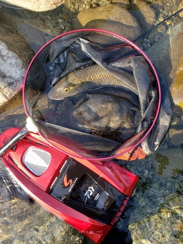 ニゴイの釣果