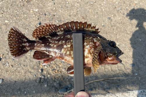 カサゴの釣果