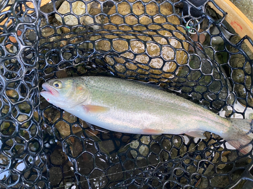 ニジマスの釣果