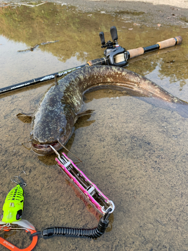 ナマズの釣果