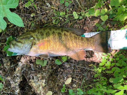 スモールマウスバスの釣果