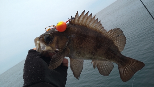 クロメバルの釣果