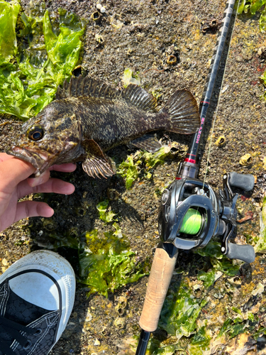 ソイの釣果