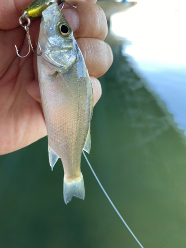 ヒラスズキの釣果