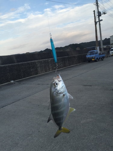 メッキの釣果