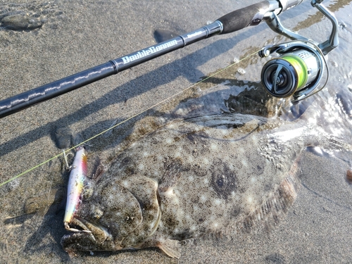 ヒラメの釣果