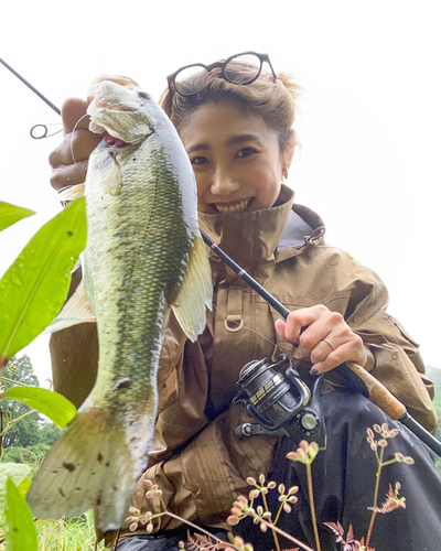 ブラックバスの釣果