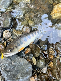 アマゴの釣果