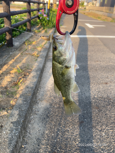 ブラックバスの釣果