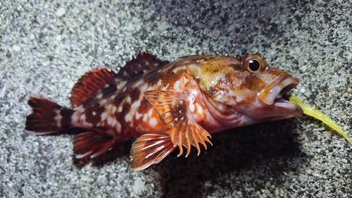 カサゴの釣果