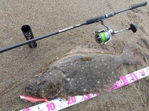 ヒラメの釣果