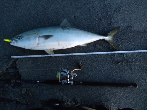 ブリの釣果