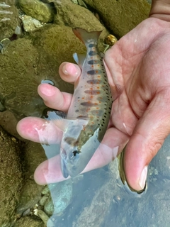 アマゴの釣果