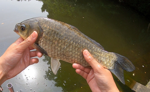 マブナの釣果