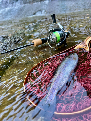 ニジマスの釣果