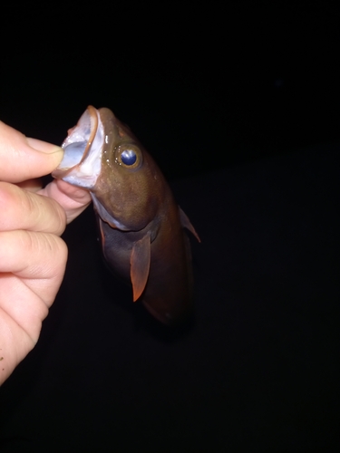 ドンコの釣果