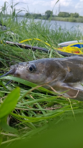 ナマズの釣果