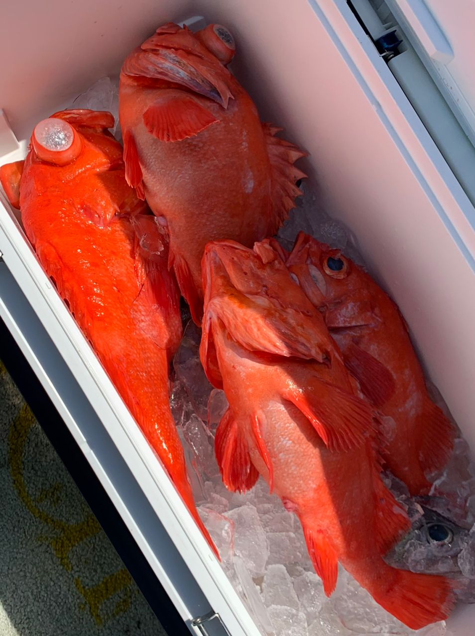 ニャーゴさんの釣果 3枚目の画像