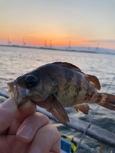 シロメバルの釣果