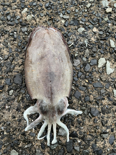 モンゴウイカの釣果