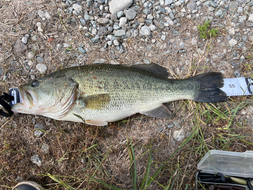 ブラックバスの釣果