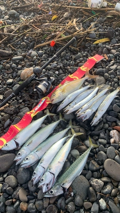 カマスの釣果