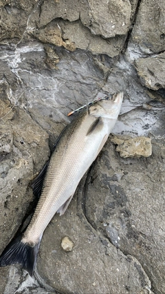 スズキの釣果